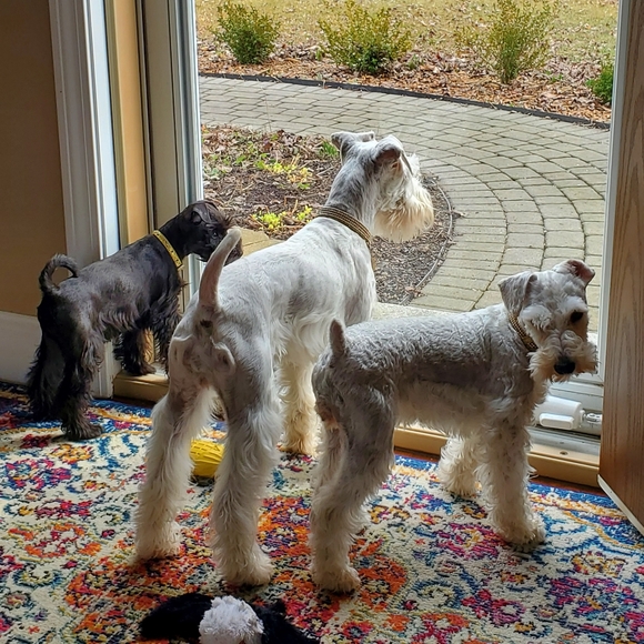 Meet your Posher, Kelly - Picture 6 of 7